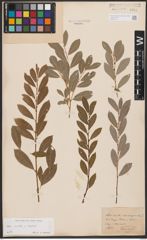 Salix aurita L. x Salix repens L.